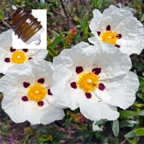 Labdanum Pure Essential Oil