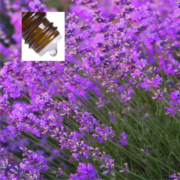 Lavender Bulgarian Organic Pure Essential Oil