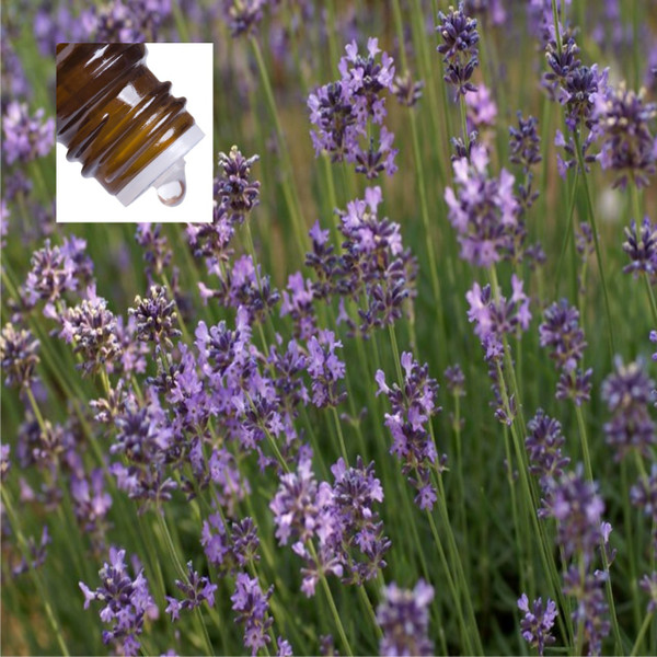 Lavender French Officinalis Pure Essential Oil