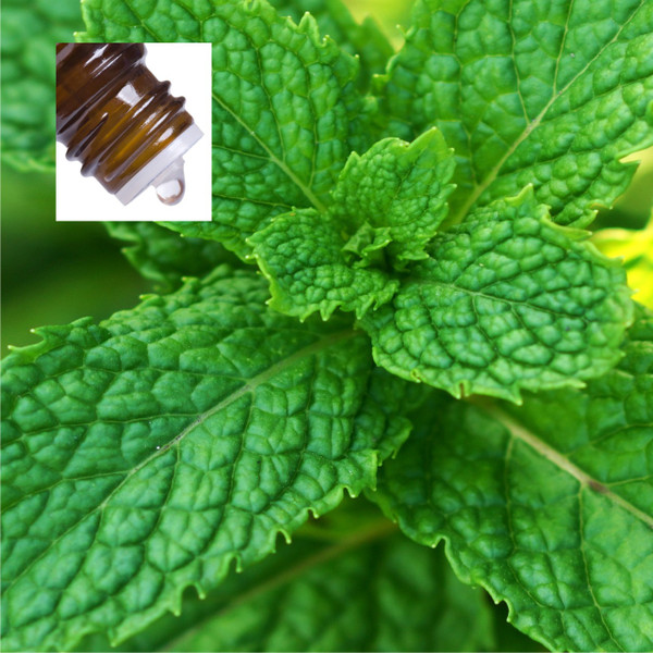 Peppermint Supreme USA Pure Essential Oil