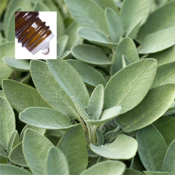 Sage Dalmation Pure Essential Oil