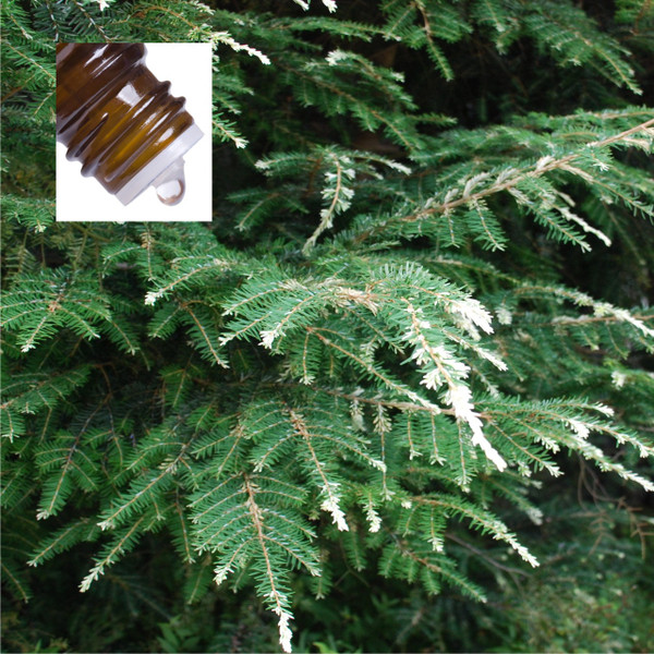 Spruce Hemlock Canada Pure Essential Oil