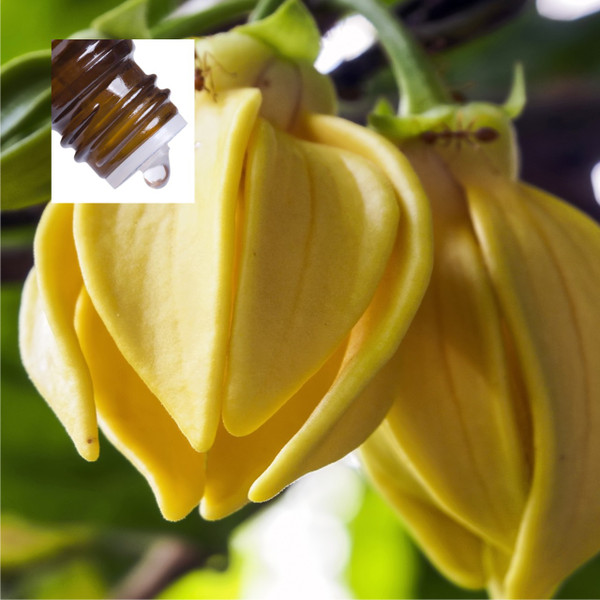 Ylang Ylang 1st Pure Essential Oil