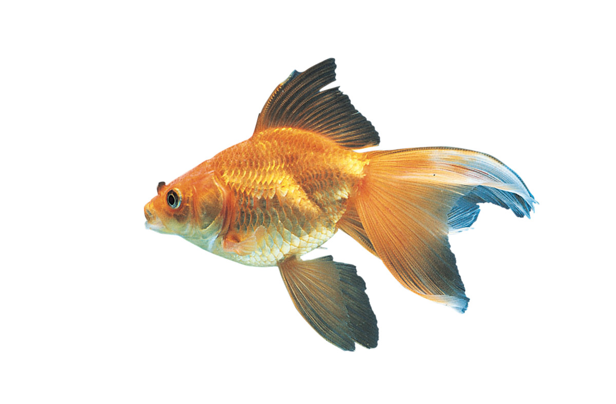 red fantail goldfish