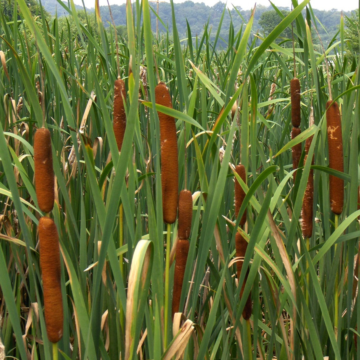 cattail plant