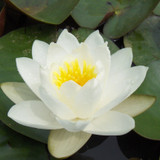 Queen of Whites hardy waterlily