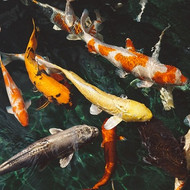 Mother's Day Special--- Local pick up only-- 8 to 10 Koi & Butterfly Koi-- $80 Each