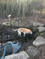 Buddy assisting Robert pond cleaning!