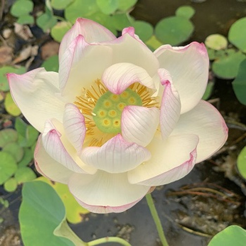 Nelumbo, 'Chawn Basu' lotus