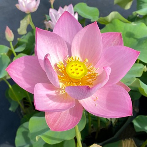 Nelumbo, 'Pink Parfait' lotus