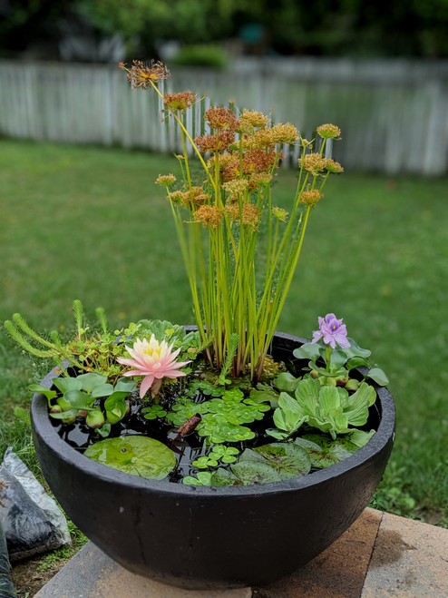 Aquascape Patio Pond