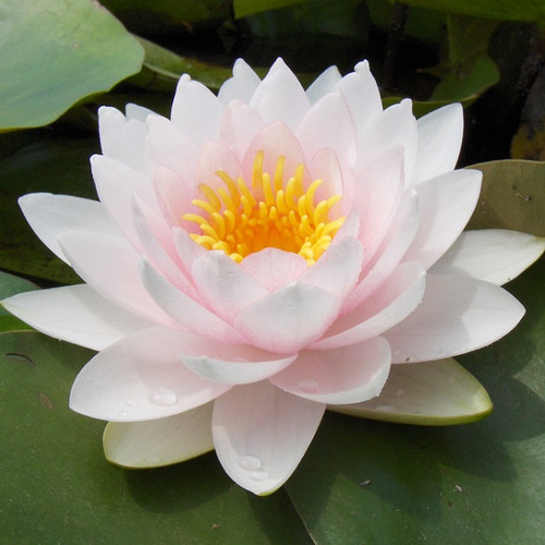 Hollandia Hardy Waterlily