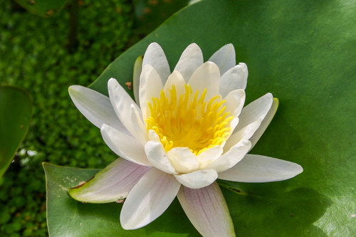 Marliac Albida Hardy Waterlily