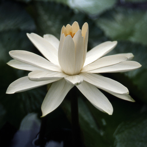 Missouri Tropical Waterlily