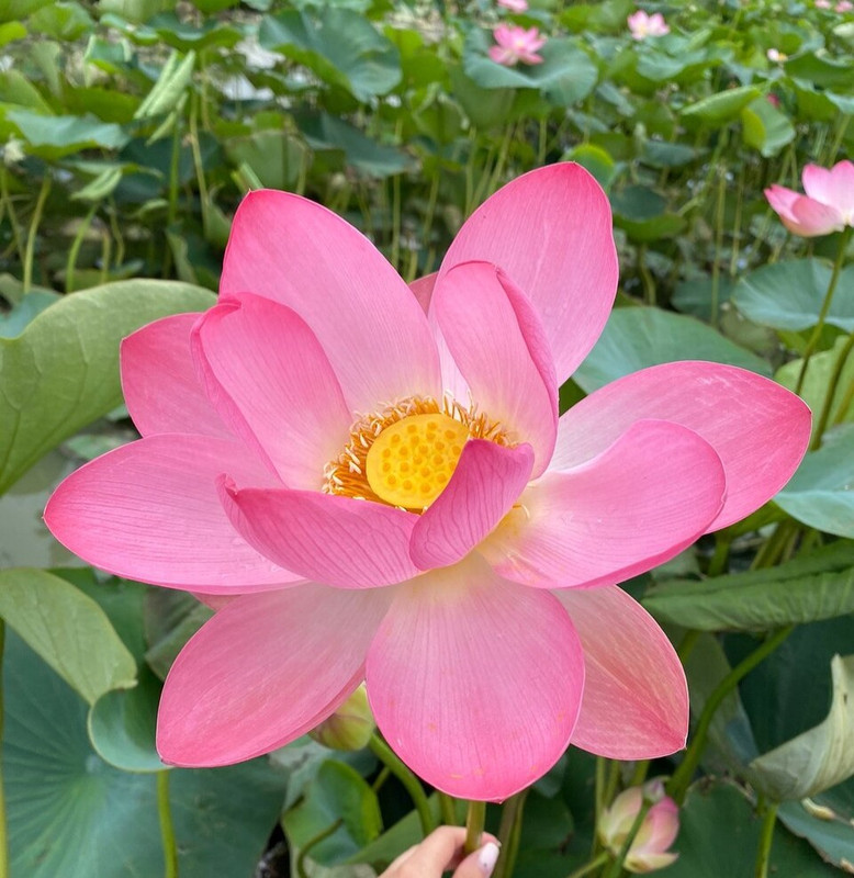 Pink-a-licous Lotus