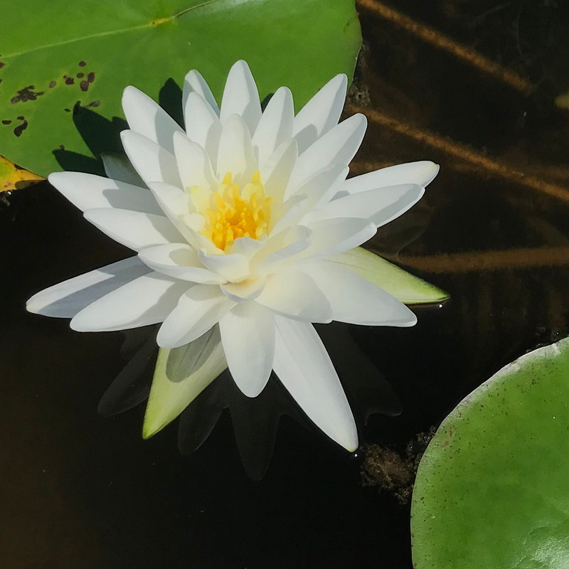 Perry's Double White Hardy Waterlily