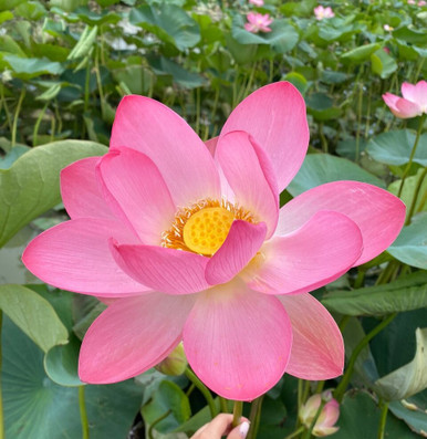 Nelumbo Nucifera 'Rosy Clouds' Lotus (Bare Root)