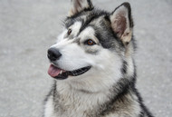 Alaskan Malamutes: Characteristics, Personality, and Care Guide