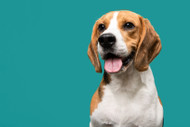 Beagle Dog Breed: Characteristics, Appearance, Personality, Habits, and Care