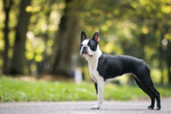 Discovering the Lovable and Energetic Boston Terrier