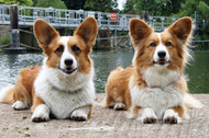 Cardigan Welsh Corgis: A Loyal Companion with a Big Personality