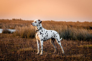 Dalmatian Dog Breed: Characteristics, Personality, Habits, and More