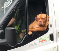 Top 12 Funny Memes of Dog's in Cars