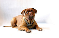Dogues de Bordeaux: A Loyal and Affectionate Companion