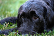 Giant Schnauzers: Everything You Need to Know About This Loyal and Intelligent Breed