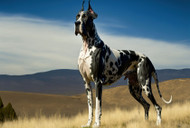 Great Dane Breed: Characteristics, Appearance, Personality, Habits, and Care