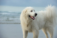 Great Pyrenees: A Majestic and Gentle Giant