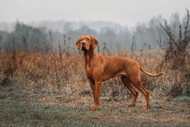 The Vizsla Dog Breed: Characteristics, Personality & Habits