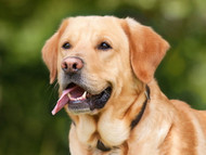 The Labrador Retriever: A Lovable and Versatile Companion