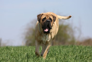 The Majestic Mastiffs: A Comprehensive Guide to the Breed