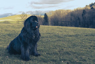 The Newfoundland Dog Breed: A Gentle Giant With A Heart of Gold