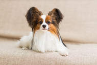 The Papillon Dog Breed a Loyal Companion with Butterfly-like Ears