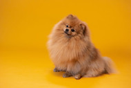 The Adorable Pomeranian: A Petite Breed with a Big Personality