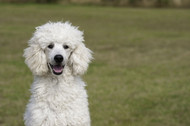 Poodle Standard: The Elegant and Intelligent Companion