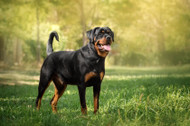 The Mighty Rottweiler: A Comprehensive Guide to the Breed