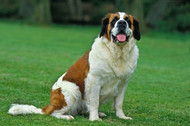 Saint Bernard Dog Breed a Loyal and Protective Companion