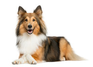 The Shetland Sheepdog: A Smart and Affectionate Companion