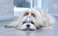 The Adorable Shih Tzu: Characteristics, Habits, Grooming, and Health Advice