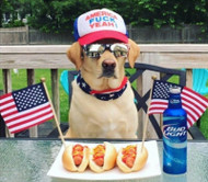 27 Hilarious Memes of Dogs Wearing Hats