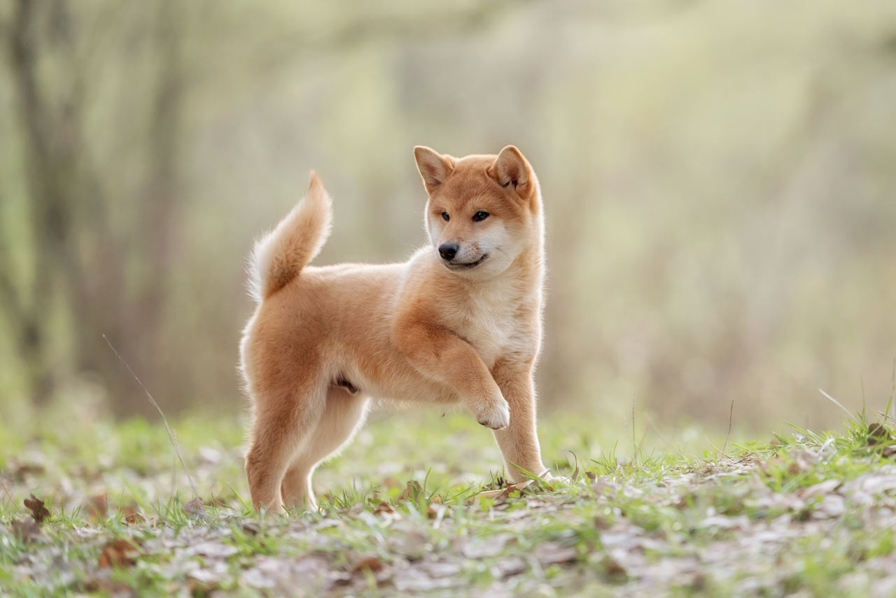 The Shiba Inu: A Detailed Guide to the Popular Japanese Breed ...