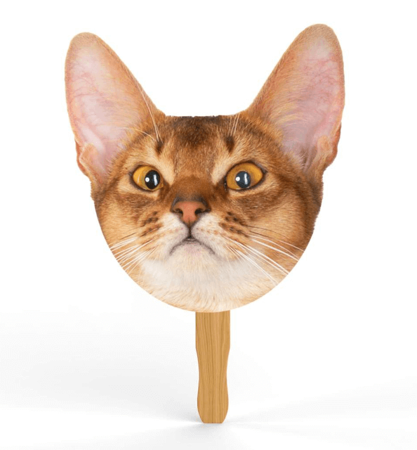 Abyssinian