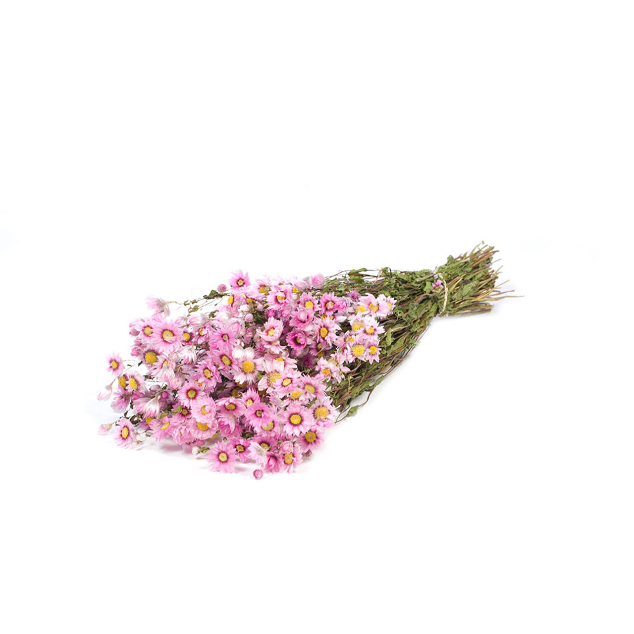 Dried Daisies Bunch / DRIED flowers UK – DRIED Limited
