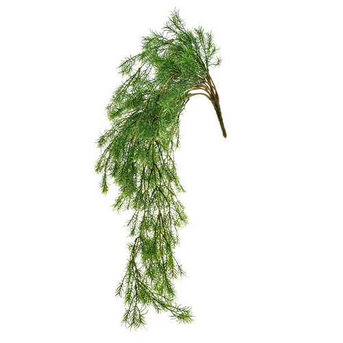 Springeri Asparagus Fern Trailing 61cm