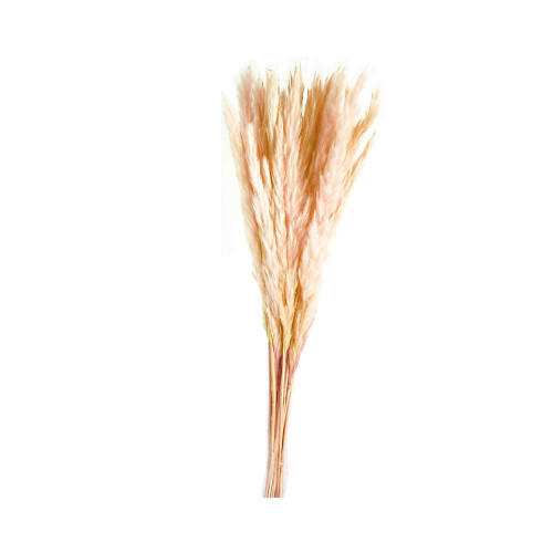 Fine Preserved Pampas Grass White