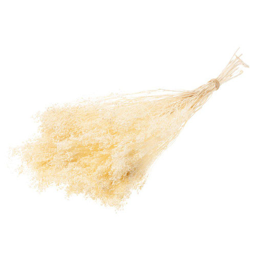 Preserved Broom 50cm Bleached White