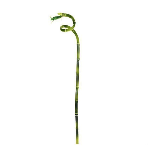 Artificial Lucky or Curly Green Bamboo